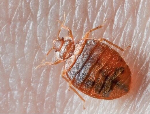 Eco Friendly Pest Control