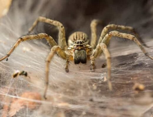 Eco Friendly Pest Control