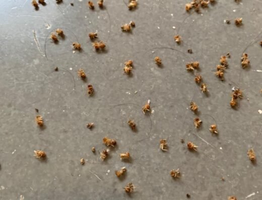 GANRAJ HERBAL PEST CONTROL SERVICES
