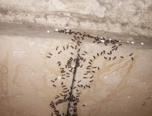 GANRAJ HERBAL PEST CONTROL SERVICES