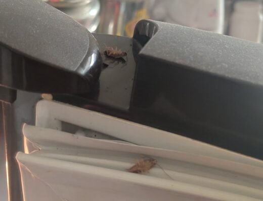 GLOBAL PEST CONTROL
