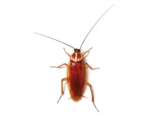 Lifecycle Pest Control