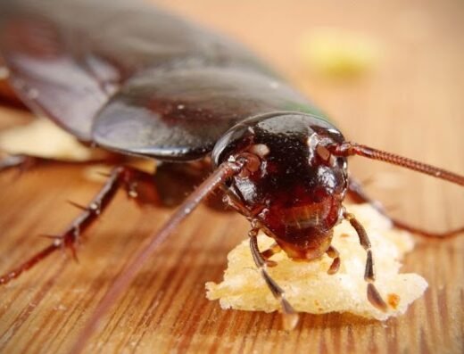 Lifecycle Pest Control