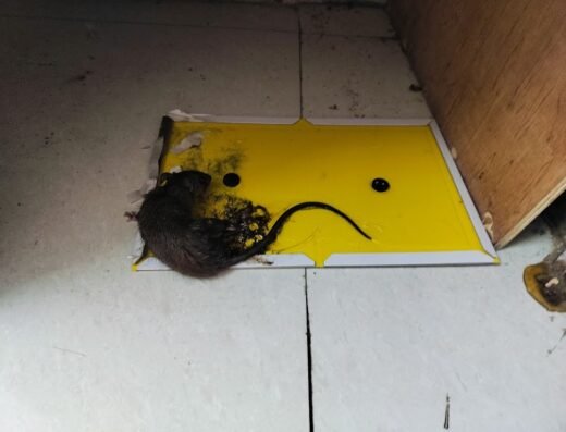 Mahesh Pest Control Services