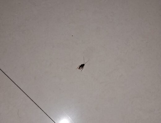 Omkar Pest Control