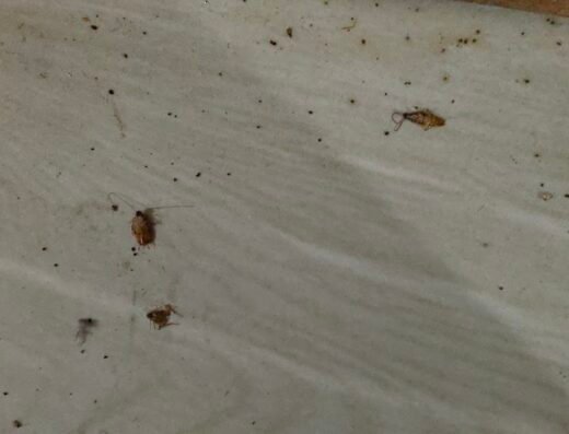 Omkar Pest Control