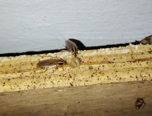PRG Pest Control Services