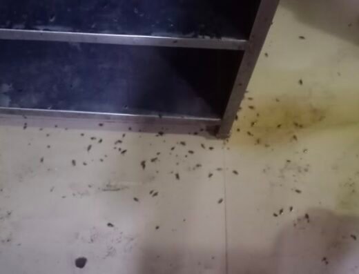 PRG Pest Control Services
