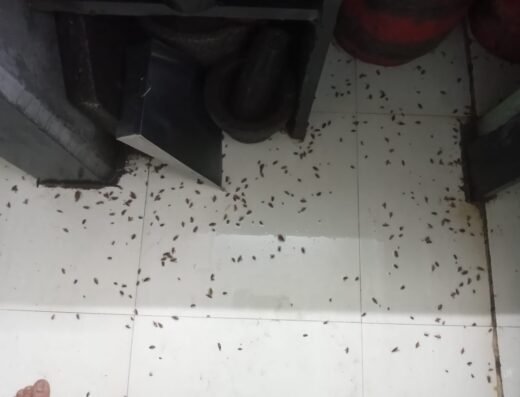 Prokill Pest Control Services